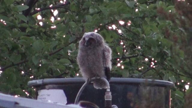 Asio otus nestling смотреть онлайн