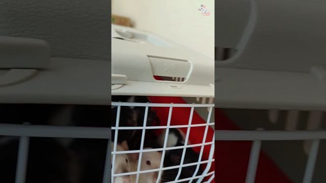 Новый способ перетаскивания детей☺☺ Крысы дамбо + белки дегу❤🔥❤🔥 смотреть онлайн