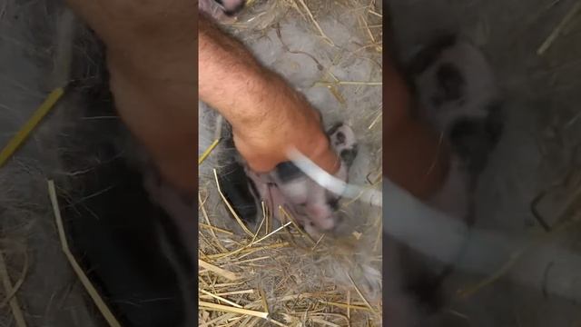 кролики строкачі обзор смотреть онлайн