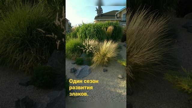 Один сезон. Злаки в ландшафте. смотреть онлайн