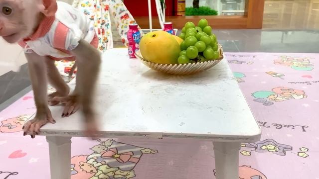 Monkey Puka Obediently Helps His Mother Watch Over The Fruit