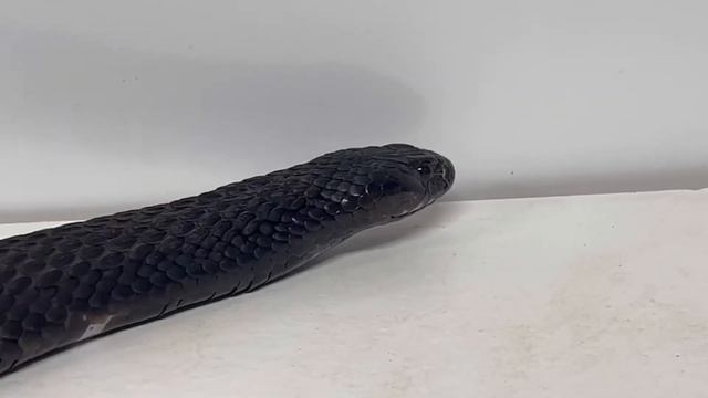 Venomous Snake Cleaning Day (Gaboon Viper, Rinkhals, Chinese Cobra) смотреть онлайн
