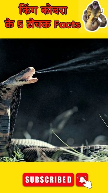 5 Amazing Facts about किंग कोबरा 🐍🐍 | king cobra facts in hindi #shorts 🔥🔥 смотреть онлайн