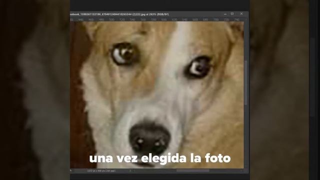 Personalizamos una remera con la foto de tu perrito смотреть онлайн