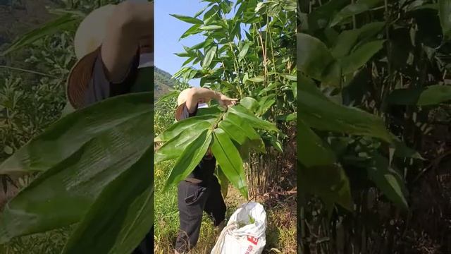 hái lá giang lứa thứ 3 cây tròn 1năm tuổi смотреть онлайн