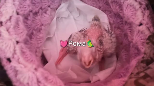 Ромочке 22 дня,12 Мая,просится на ручки к Маме#пиррура #попугай #домашниеживотные смотреть онлайн