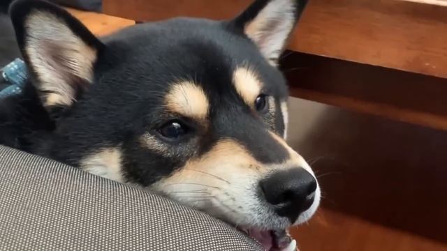 Max's ANGRIEST moments смотреть онлайн