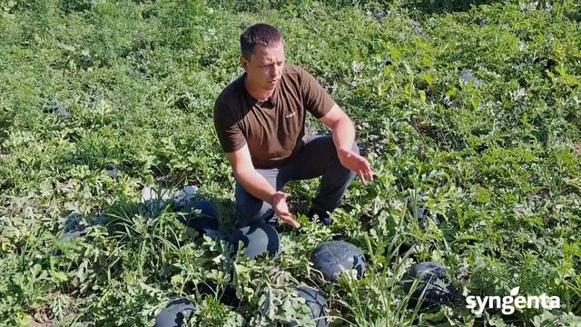 Кавун 🍉Лоріан! Новинка! смотреть онлайн