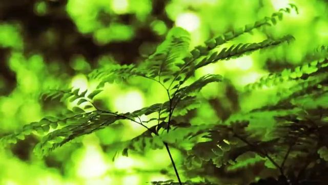 Britten 1962 War Requiem смотреть онлайн