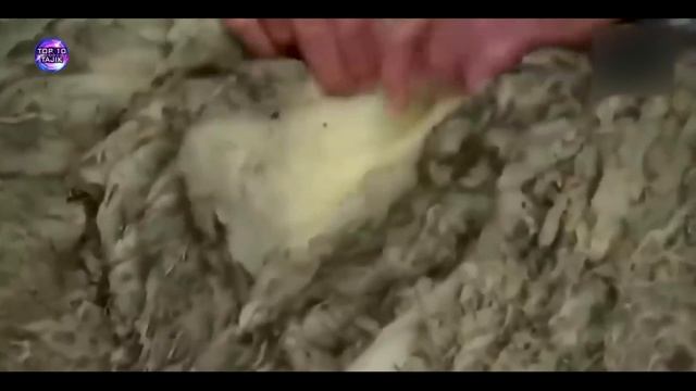 Оё Шумо Медонед ки Хайвонхо хам Худкуши Мекунанд? Top10Tajik2022 смотреть онлайн