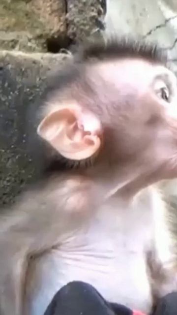 ручной брадек #бибизяны #пон #брад #ручной смотреть онлайн