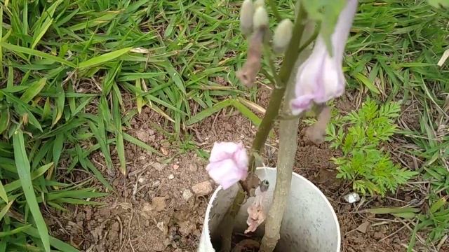 Algodão-Bravo/(Ipomoea carnea) Jacq. [Leitura na Descrição]#ipomoea смотреть онлайн