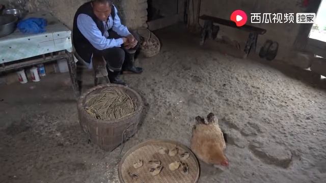 小农阿牛：奶奶孵的小鸡出了，二十几个蛋只有一个坏蛋，爷爷奶奶高兴坏了 смотреть онлайн