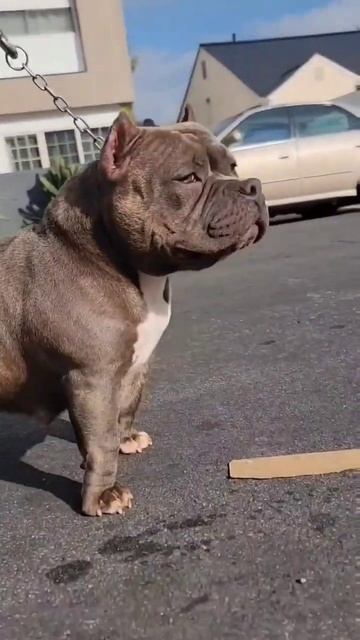 Big Dog Romania 🇷🇴 in LA смотреть онлайн