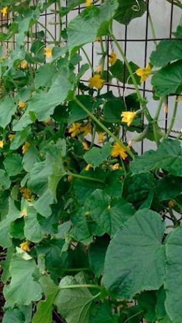 Стрижка для огурца 🥒 Выращиваю огурцы только так 🥒 Лучший способ выращивания огурцов