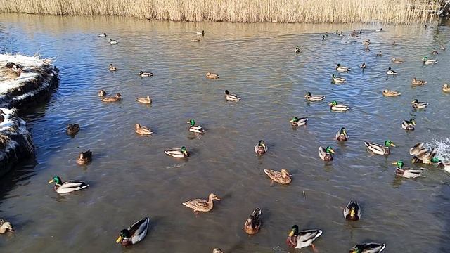 Realme C75 дневная съемка