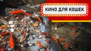 Кино для кошек - Пруд с Карпами кои и камнями (Развлеки своего кота)
