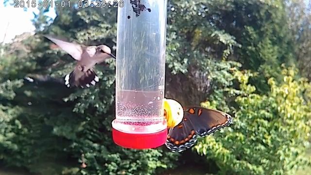 Hummingbird 16 Sep 2018 A смотреть онлайн