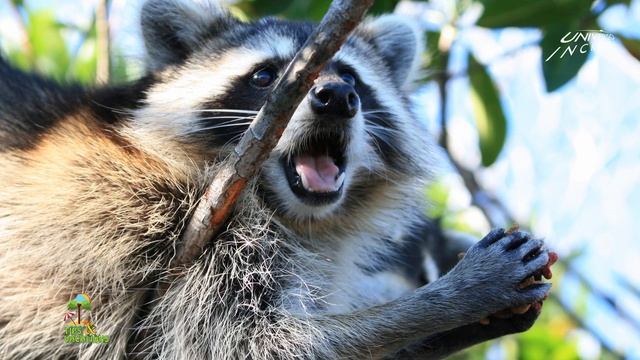 Mapaches en medio de los everglades llegaron para merendar смотреть онлайн