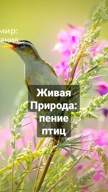 Пение птиц (фрагмент) смотреть онлайн