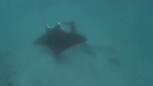 Manta Ray Rescue - Hook Removal Jake Wilton Ningaloo Reef смотреть онлайн