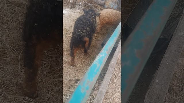 Кужрявые инвестиций смотреть онлайн