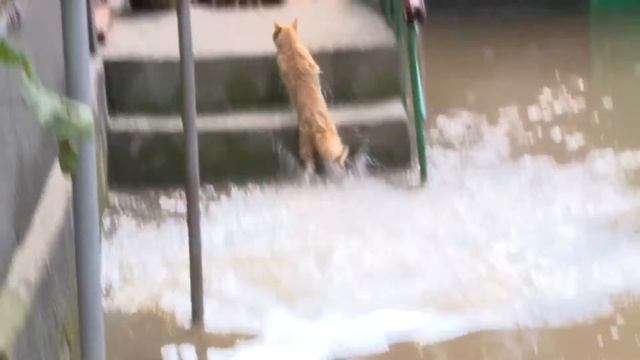 Бешеный котэ смотреть онлайн