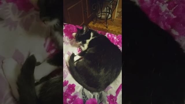 Коська смотреть онлайн