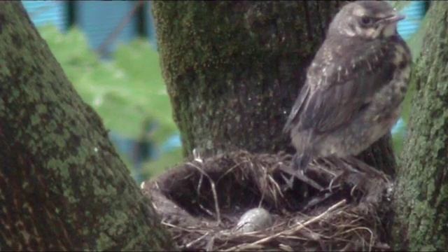 The last of the brood of nestlings leaves the nest. смотреть онлайн