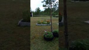 Дача