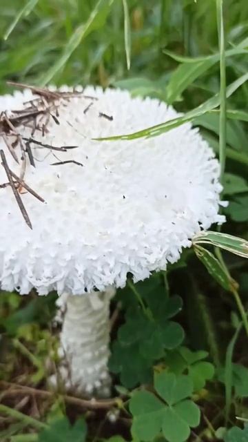 Грибное лето #mushroom #грибнойсезон #грибнойсезон #сборгрибов #грибы #вишневский смотреть онлайн