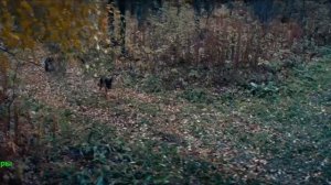 Пальма 2. Фильм 2025. Трейлер фильма.