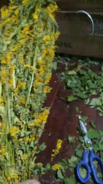 донник смотреть онлайн