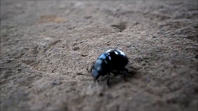 cute, pointless Beetle video смотреть онлайн