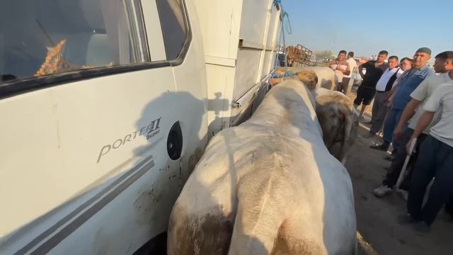 УРГАНЧ ГАЙБУ МОЛ БОЗОРИ 21 07 2024 г смотреть онлайн