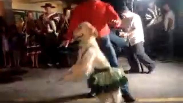 Funny Dog Dancing The Best Online Dance Instruction Videos Learn Latin, Ballroom, Salsa With Our смотреть онлайн