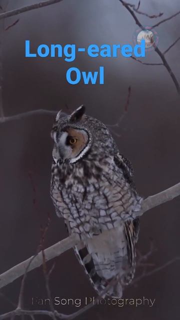 The Long-eared Owl смотреть онлайн