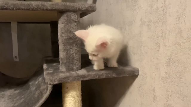 Maine Coon, „Rurüsch” первый день в новом доме! смотреть онлайн