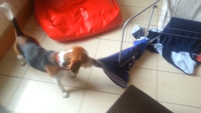 My Beagle's Hilarious "Help" with Cleaning! смотреть онлайн