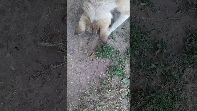 Черчиль есть семечки смотреть онлайн