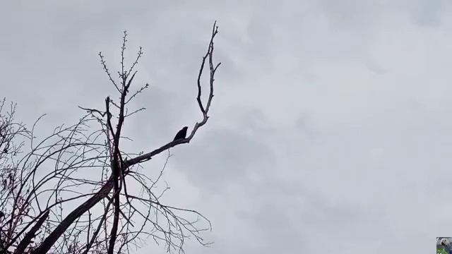 Сорока, скворец, полевой воробей, галка, лысухи ☺️ смотреть онлайн