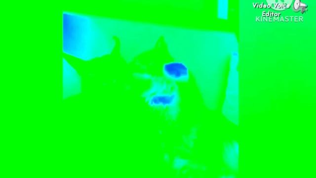 Pumba caracal and izjuma prank in helium смотреть онлайн