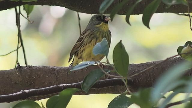 アオジの囀り / Black-faced bunting OLYMPUS PEN mini E-PM2 смотреть онлайн