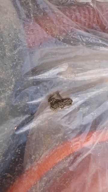 Музыка: Наутилус Помпилиус. Никто мне не поверит. смотреть онлайн