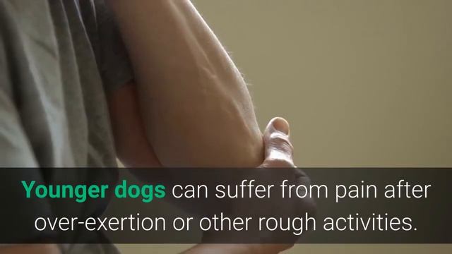 Dog Pain Relief Home Remedy | The Top 6 Dog Pain Relief Home Remedy Options