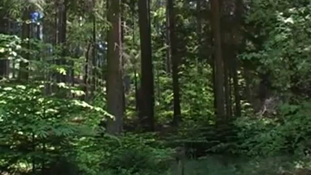 ЖИВЫЕ ЗВУКИ ЛЕСА смотреть онлайн