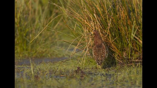 Турухта́н смотреть онлайн