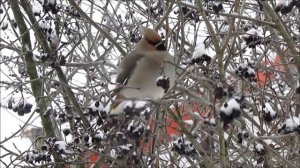 Свиристель