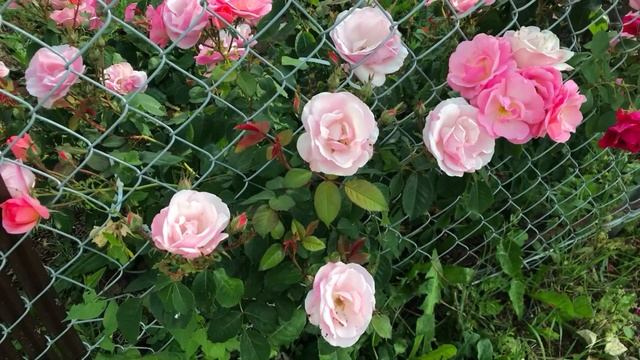 How beautifully my roses bloom🌺Как красиво расцвели мои красные розы на заборе🌺 смотреть онлайн