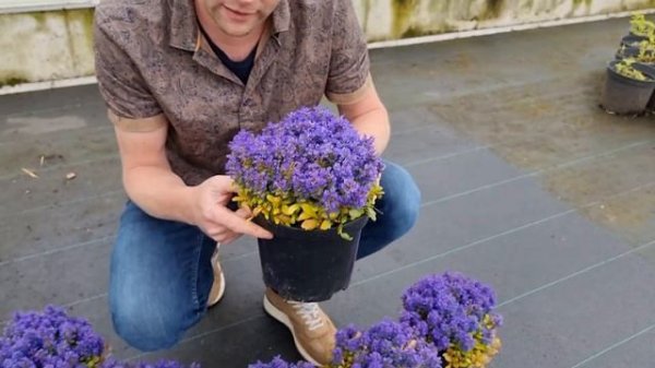 Ajuga Feathered Friends®: Fancy Finch
